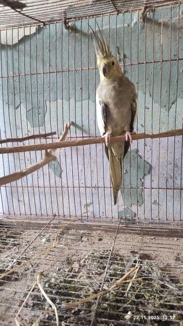 jako tutuquşusunun digər adı: Bir cüt karella bir il yarimliq hazir bala veren — 5