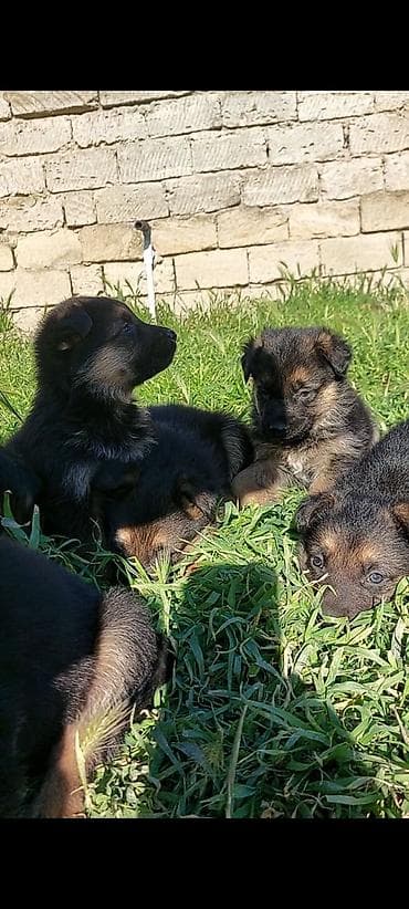 ucuz it yemleri: Alman çoban iti, 1 ay, Erkek, Ünvandan götürmə — 2