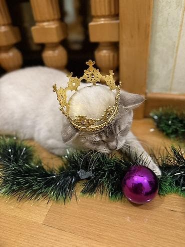 мини пудель: Sahibləndirilir : Paroda Colorpoint Chincilla 3 yaş Erkək hal hazırda — 4