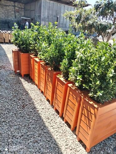 dipçək: 100x30x55 dipcek Bitki elave hesablanir Bitkinin hundurluyu 60-70sm — 4