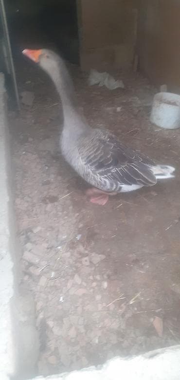 kend colpası: Qaz – boz rəngli, super akdiv erkəydi dişi qazla dəyişirəm — 4