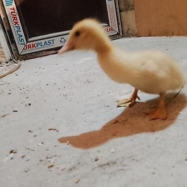 cex qus: Məhsul: Ördək balaları (lal) 17 günlük Xaçmaz ərazisi boş bekar — 5