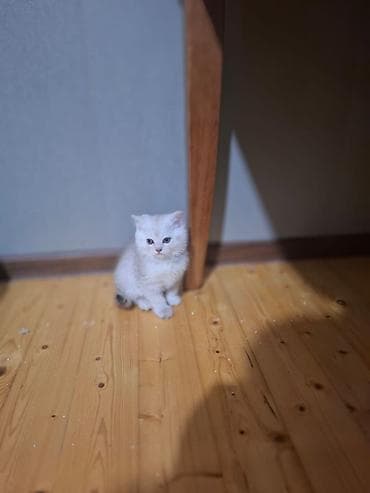 sfinks pişik: Şotland yastı qulaq — 10