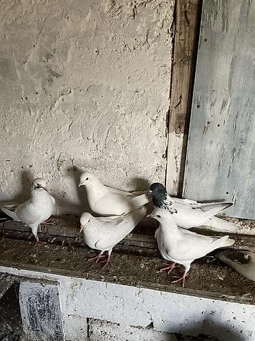 Balıqlar: Bir cüt ag cılmaq bakı agları bir dene qarabas erkek bir dene qara — 5