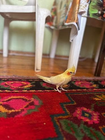 Tutuquşları: Nymph parrot (kakaducu/korella) – sarı lutinо rəng Məhsul təsviri: - — 4