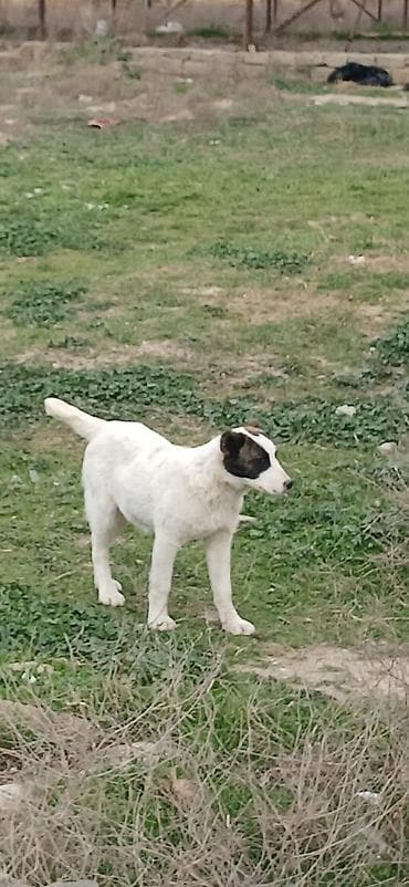 it təlimi: Qurdbasar, 3 ay, Dişi — 2