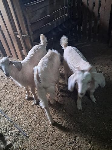 Mal-qara: Salam. 3 ayliq erkek Saanen rus keci balalari satilir. Saglam — 3