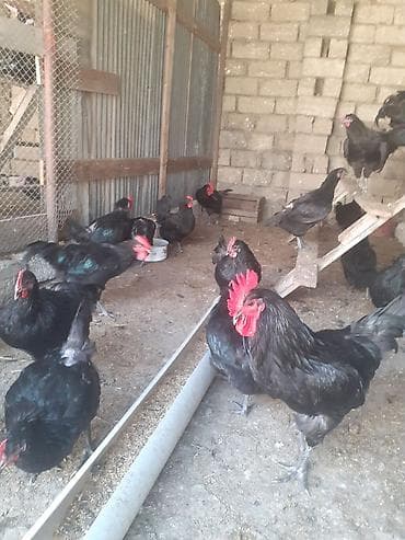 doberman satılık: Alman cinsi.Uzun quyruq Australorp təmiz cins.Xoruzlar satılır.Öz — 2