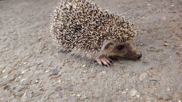 Bakı kirpisi və balaca meşə kirpisi. Afrika cırtdanı kirpisi (pet