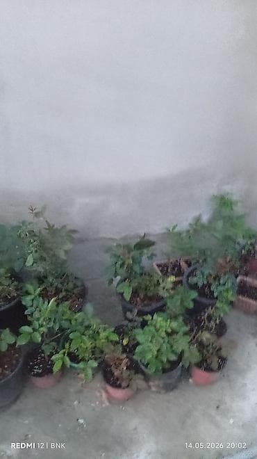 darvaza qapi: Yeni Otaq qapısı Ünvandan götürmə, Ödənişli çatdırılma — 5