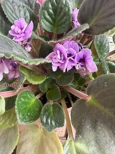 qarisiq sekiller: Fialka Bənövşə (Saintpaulia) – bənövşəyi-çəhrayı, çoxqatlı (yığcam — 1