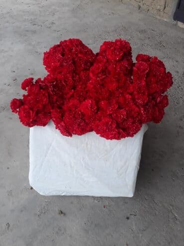 101 qizil gul ucuz: Qırmızı qərənfil dəstələri - Parlaq qırmızı rəngli, sıx çiçək taclı — 1