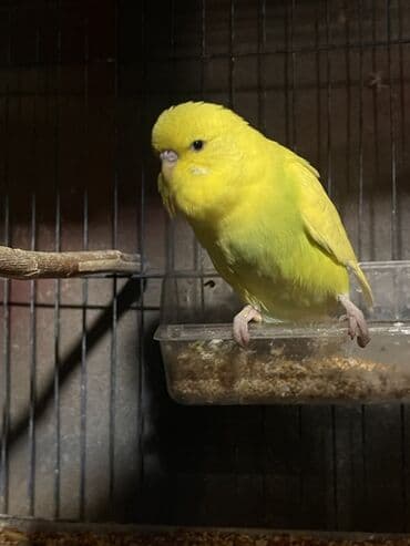 Her nov quslarin satisi!! Her rengde var! lalafo.az -da Her nov quslarin satisi!! Her rengde var!