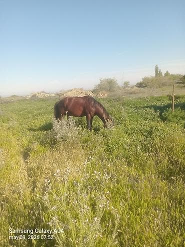 pony atlar: Erkək, il: 5, Ünvandan götürmə — 4