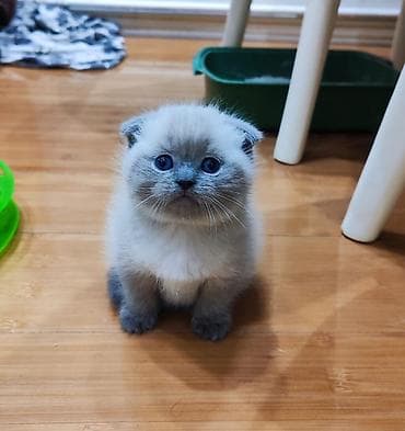 1 azn pişik: Şotland yastı qulaq — 4