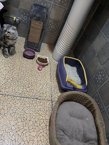 pişik adı: Britan yastı qulaq, Dişi, Yaxşı əllərə, Ünvandan götürmə — 6