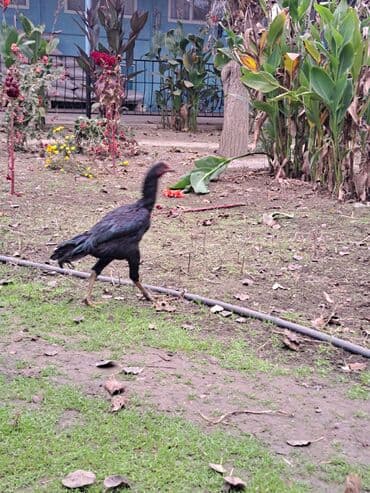 kənd cucələri: Heyratı xoruz və fərə 5-aylıq göz qabağındadılar hər iksidə qaradı — 3