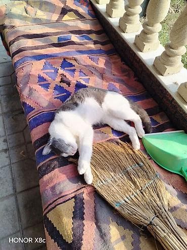 Samovarlar: Bloklara temizlik evlere temizlik Dosey yorgan sirimasi Sifarislede — 1