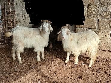 Salam saglam arpa yonca yeyen çəpişkərdi real alıcılar zeng vursun