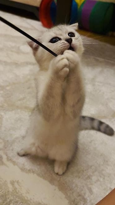 Heyvanlar: Şotland qıvrım qulaqlı balaca pişiklər - Cins: Scottish Fold (qıvrım — 5