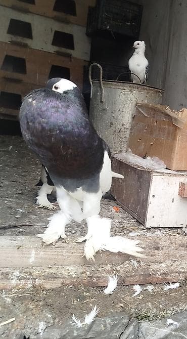 itlerin satisi ve qiymetleri: Cins: Şişin sinəli, tüklü pəncəli göyərçin . super damazliq şişman — 2