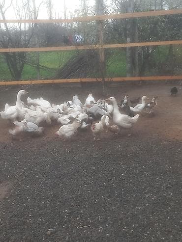 qaz qus: Məhsul: Qaz və ördək sürüsü Təsvir: - Təhlükəsiz hasarlanmış həyətdə — 1