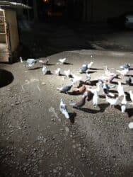 göyercin yuvasi: Kom hamsı 170 1ri 4 m — 2