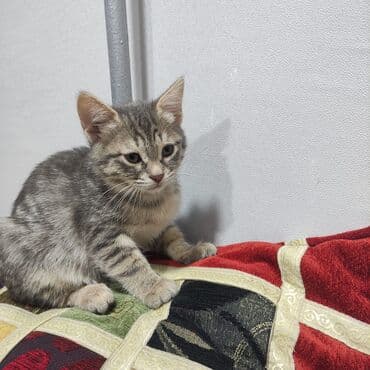 benqal pişik: Britan, Dişi, Yaxşı əllərə, Ünvandan götürmə — 2