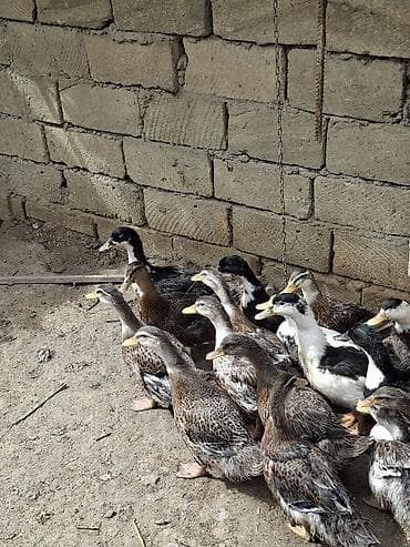 Məhsul: ördəklər (qrup halında) Təsvir: - Aktiv və çevik kənd