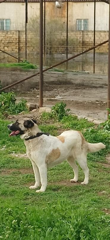 etibarli elere verilir: Qurdbasar, 10 ay, Dişi, Peyvəndli — 6