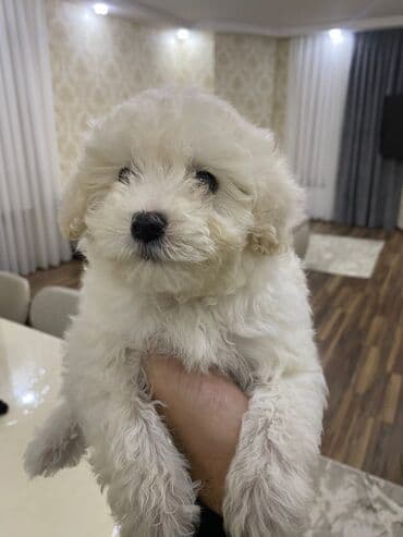 акита ину цена в баку: Мальтийская болонка, 2 месяца, Самка, С прививками, Самовывоз — 1