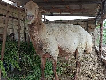 quslar type 1: BÖYÜK SORT QOÇ Böyük quyruqlu Ətlik Döllük üçün əla Qoç du (Bu — 2