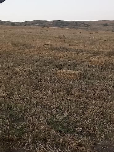 ат: Saman balyaları – xırda (düzbucaqlı) balya - Məzmun: biçindən sonra — 2