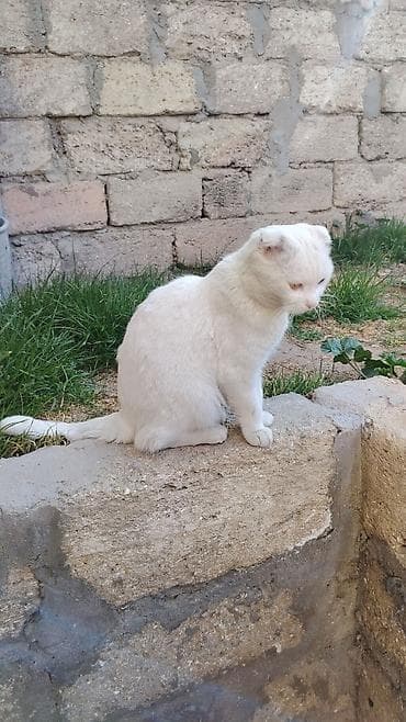 pişik cutləşdirilir: Şotland yastı qulaq, Dişi — 9