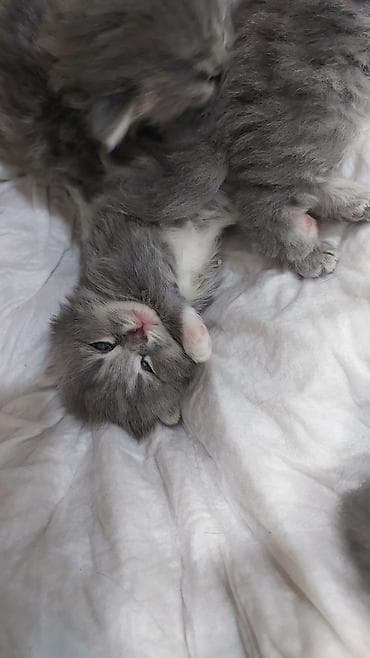 pişiy: Britan — 8