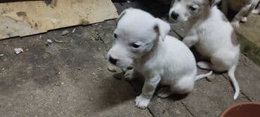 bala afcarka: Pitbul, 1 ay, Ünvandan götürmə — 4