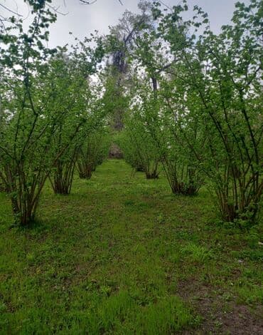 findiq ləpəsi: Fındıq bağ sahəsi - Geniş və səliqəli salınmış fındıq bağları - — 3