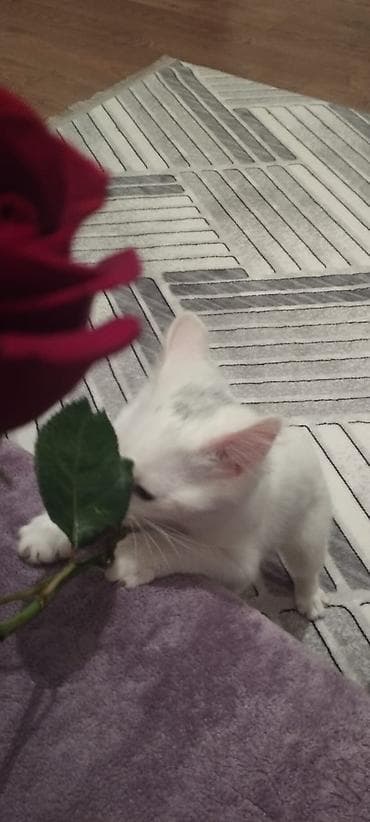 pisik ucuz: Yaxşı əllərə — 1