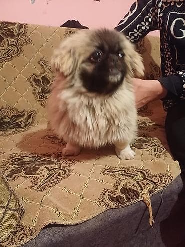 itler haski: Pekines, 8 ay, Peyvəndli, Ünvandan götürmə — 4