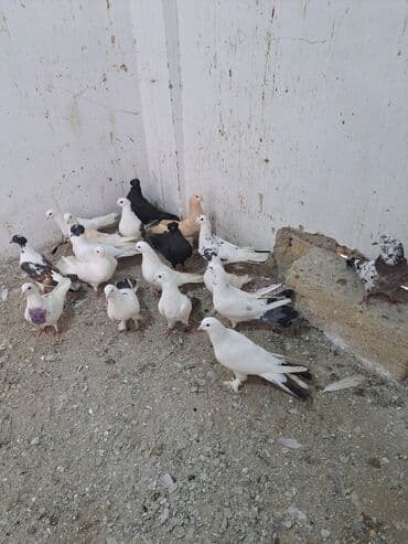 Gəmiricilər: Salam. goyercinler kom 6 manat tek tek 8 manat. goyercinle Bakının — 5