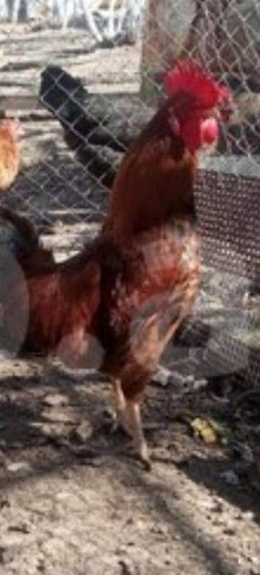 İtlər: Qırmızı ləçəklı xoruzlar – həyətyanı təsərrüfat üçün - Cins tipi — 2