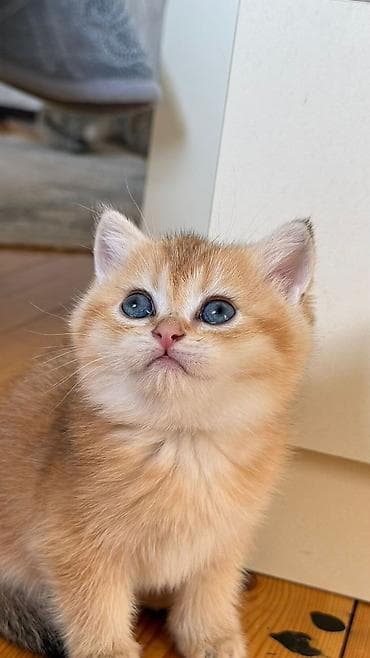 Собаки: Золотая шиншилла, Самец, Самка, В добрые руки, Самовывоз, Бесплатная доставка, Платная доставка — 5