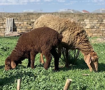 donuz satilir: Ana Bala Qoyun satılır qiymət 360 manat — 1