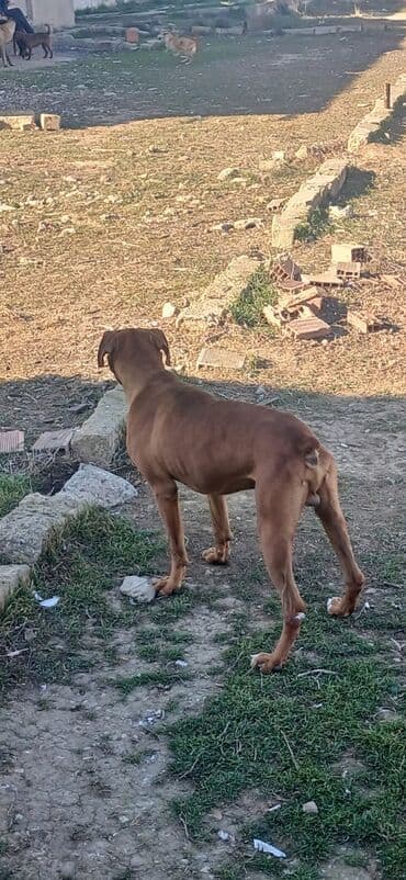 it sekilleri afcarka: Bokser, 1 il, Erkek, Peyvəndli, Ödənişli çatdırılma — 2