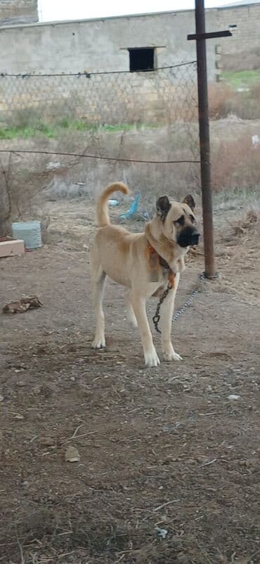 İtlər: Kanqal, 1 il, Erkek, Peyvəndli, Ödənişli çatdırılma — 9