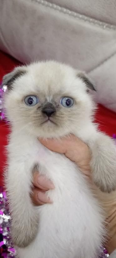 pişik pers: Şirin bala pişiklər Xüsusiyyətlər: - Uzun və çox yumşaq tüklü - Mavi — 6