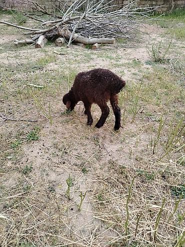 Dişi quzu 1 ay yarımlıq, sort quzudu