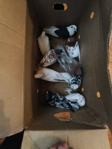 sebzi quşu: Türkan göyərçinləri hamsi tutulma üst üste 4 manatdan 10 goyercindir — 6