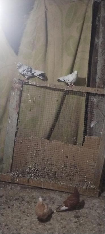 Heyvanlar üçün mallar: Goy çil mayadi desde goy quyrug yerden iynağdi biri de kafelni goy cep — 4