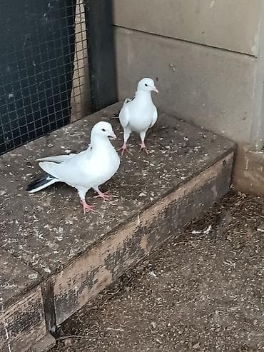 Pişiklər: Kövən tülək görməmiş quşlardır . təmiz çılpaq bir may bir erkəydi — 4